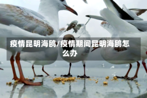 疫情昆明海鸥/疫情期间昆明海鸥怎么办