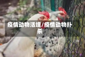 疫情动物活埋/疫情动物扑杀