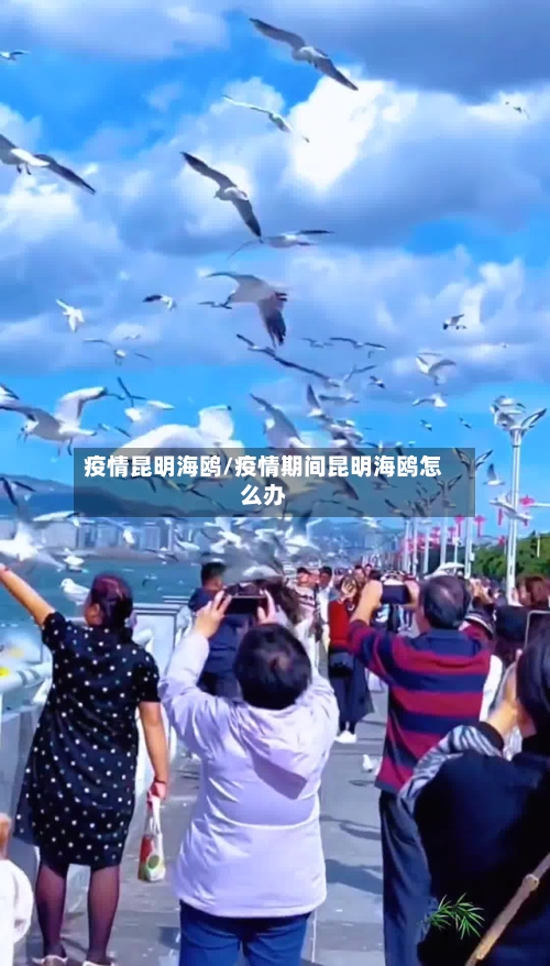 疫情昆明海鸥/疫情期间昆明海鸥怎么办-第3张图片
