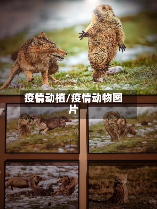疫情动植/疫情动物图片-第3张图片