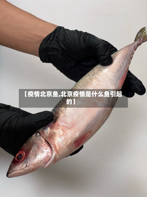 【疫情北京鱼,北京疫情是什么鱼引起的】-第3张图片