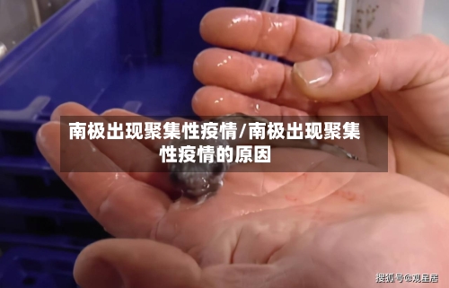 南极出现聚集性疫情/南极出现聚集性疫情的原因-第1张图片