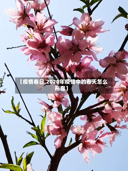 【疫情春日,2020年疫情中的春天怎么形容】-第2张图片